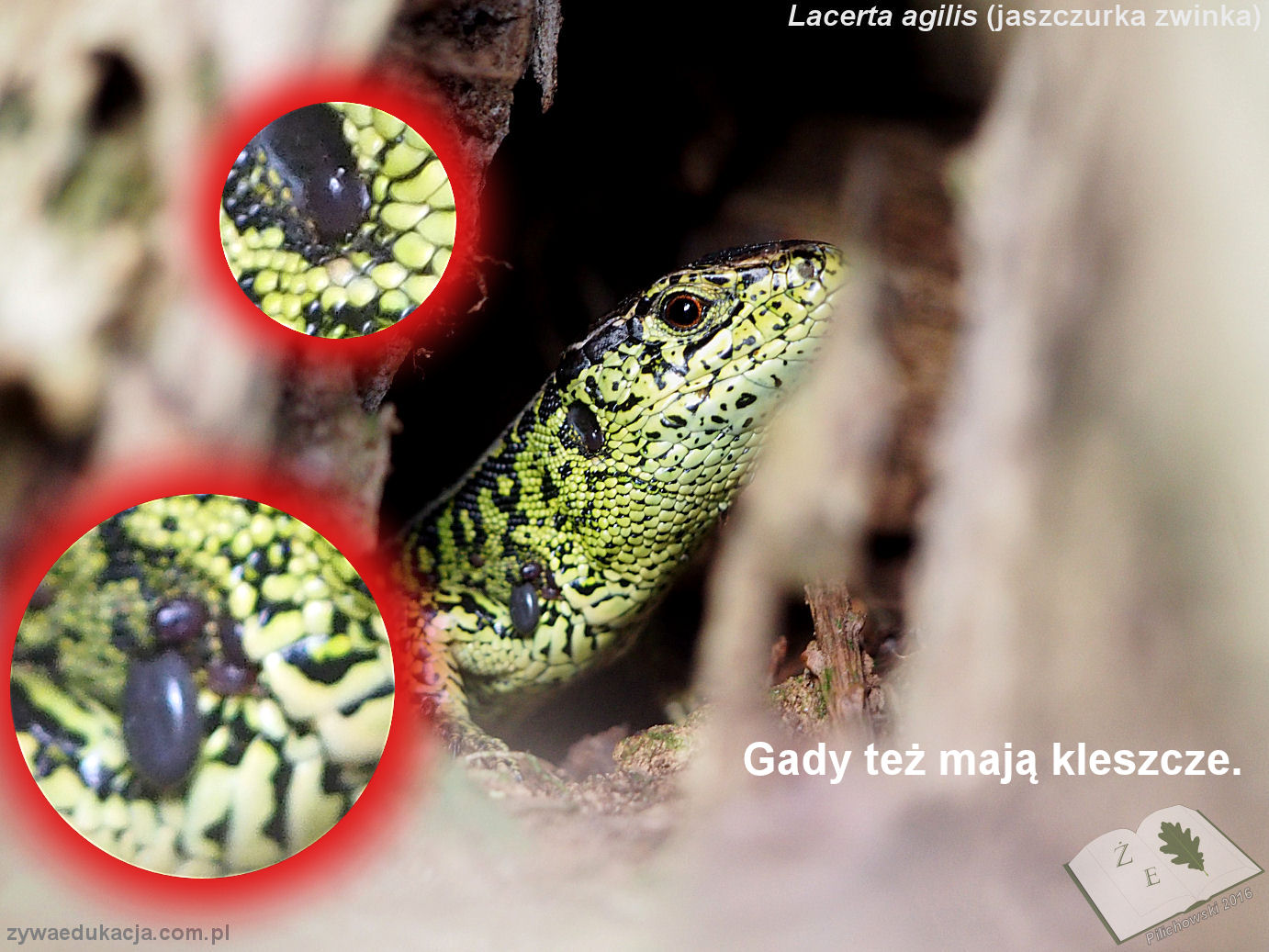 lacerta kleszcz ze16