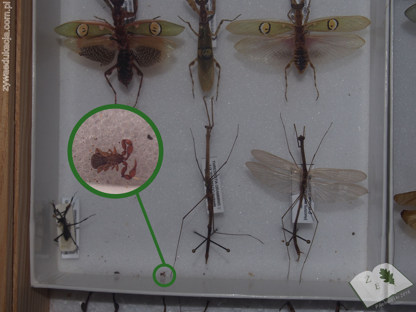 gablota entomologiczna, zaleszczotek w gablocie entomologicznej, zaleszczotek w zbiorach