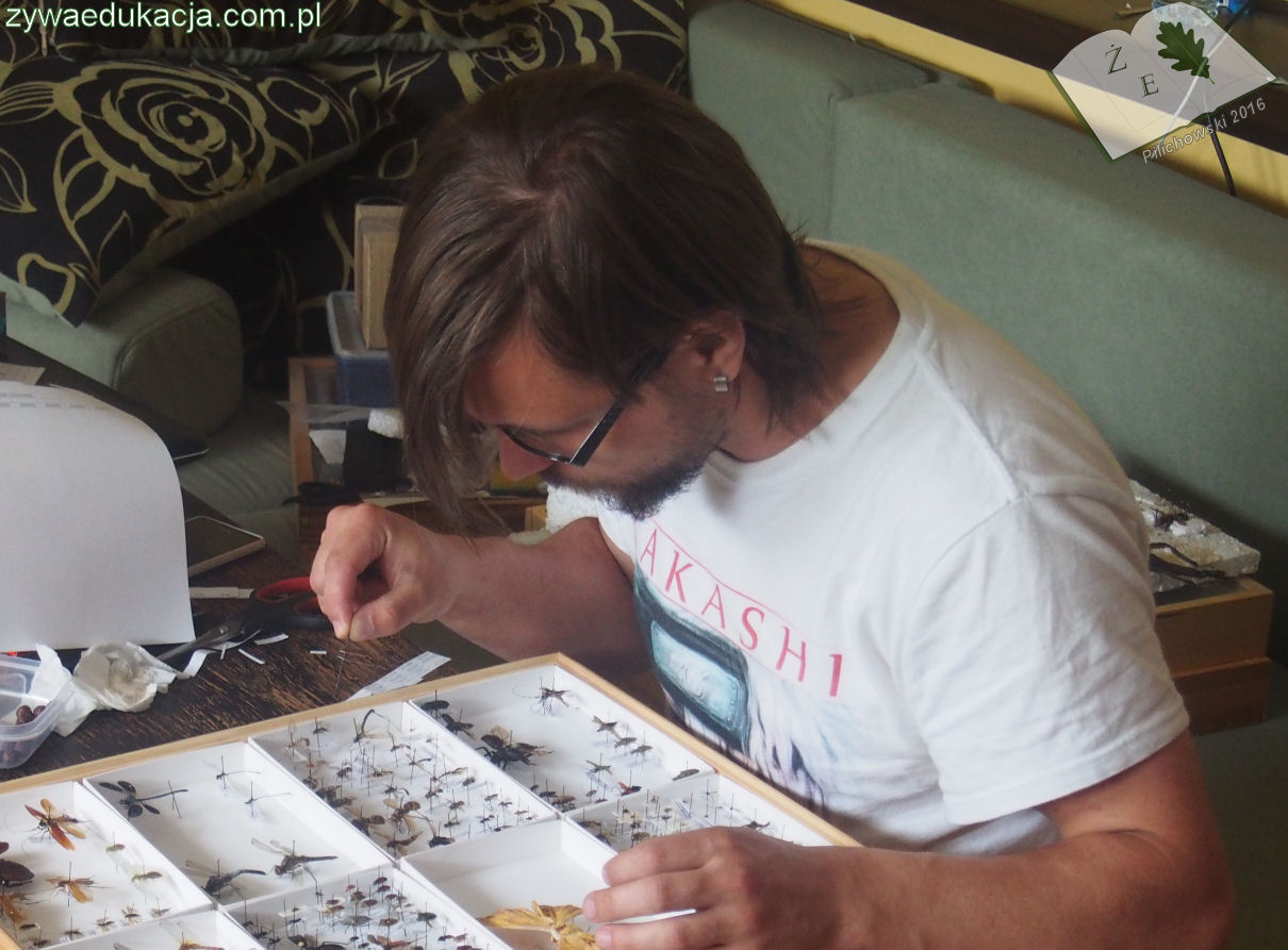 Sebastian Pilichowski Miejski Druid przy gablotach entomologicznych