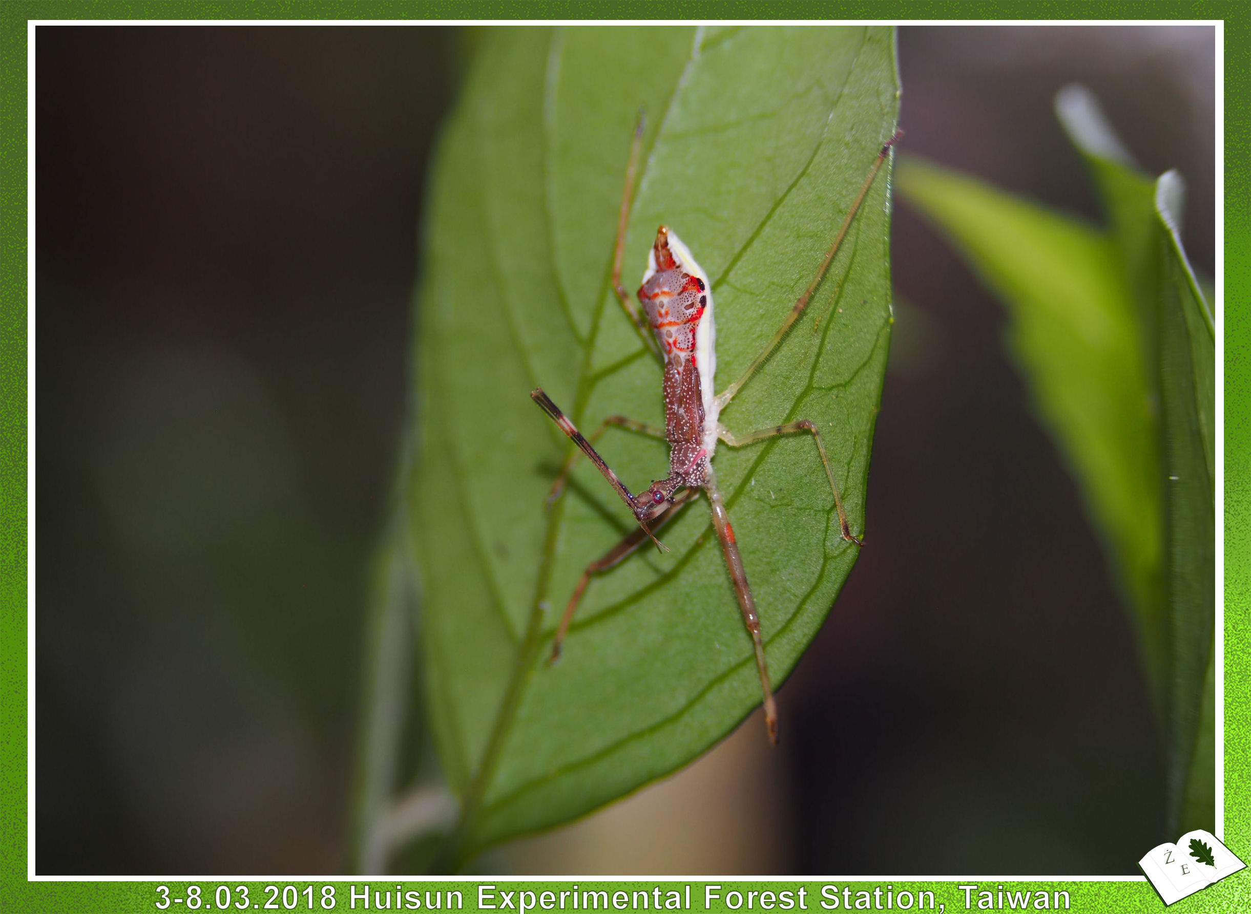 hui0318 hemiptera03