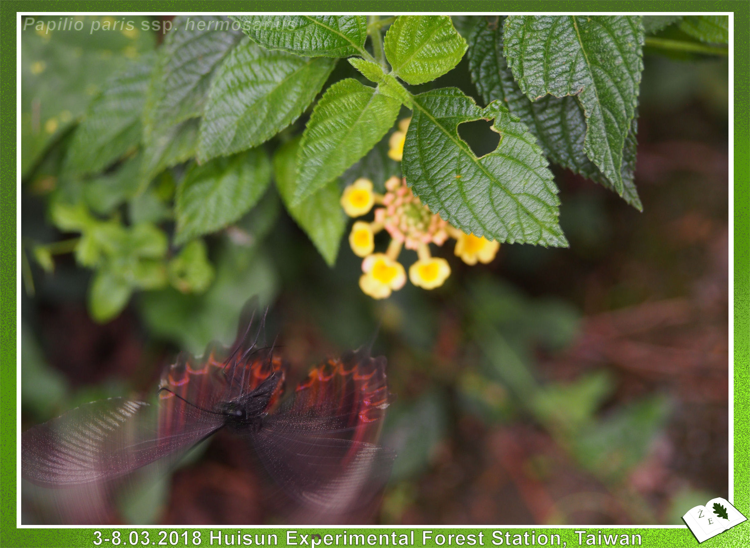 Papilio paris hermosanus