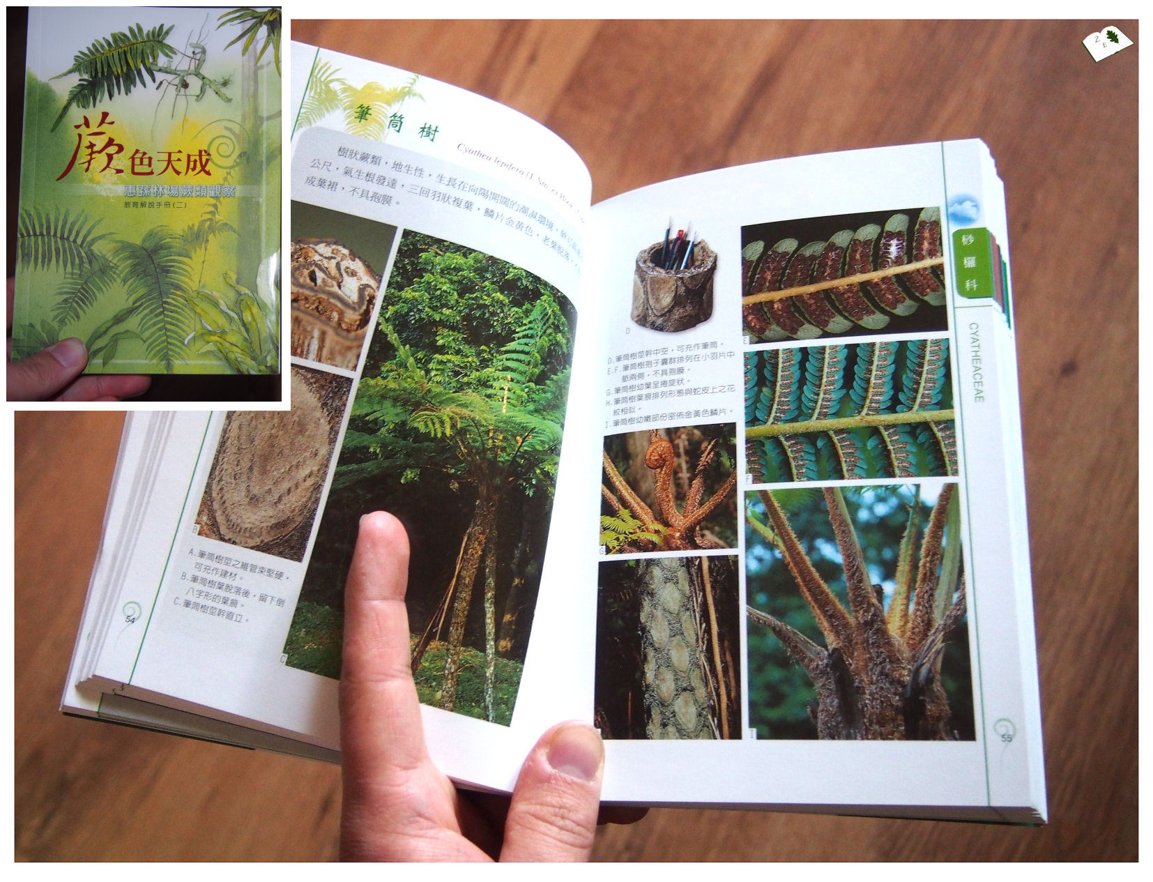 ksiazka paprocie huisun