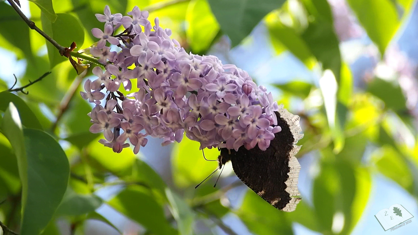 170520 gpk rusalka zalobnik