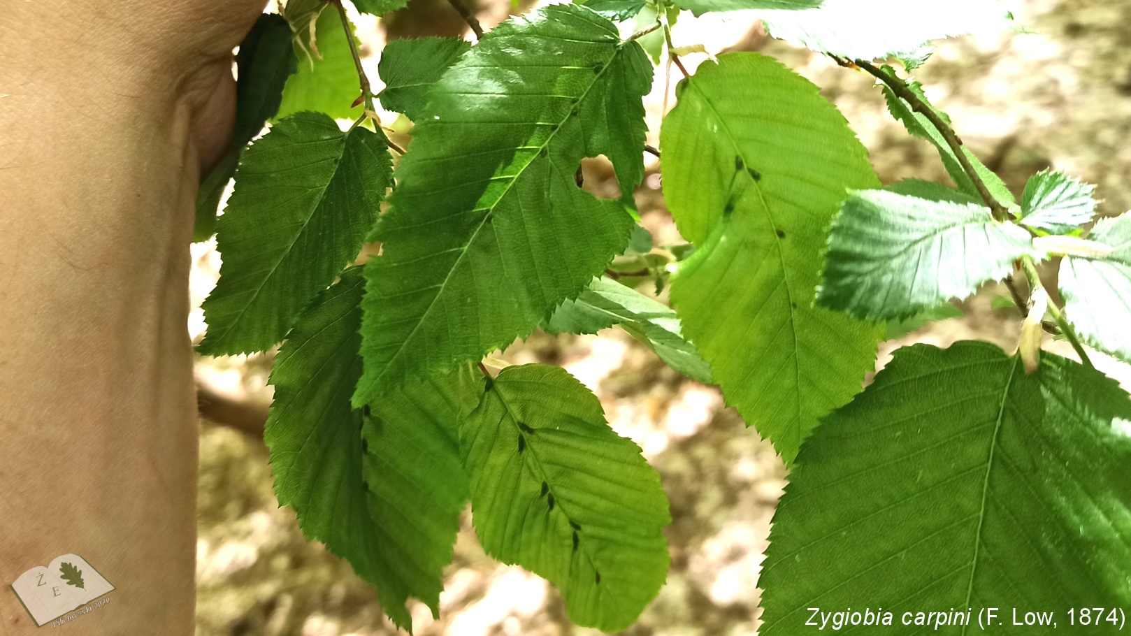 170520 gpk galasy zygiobia carpini