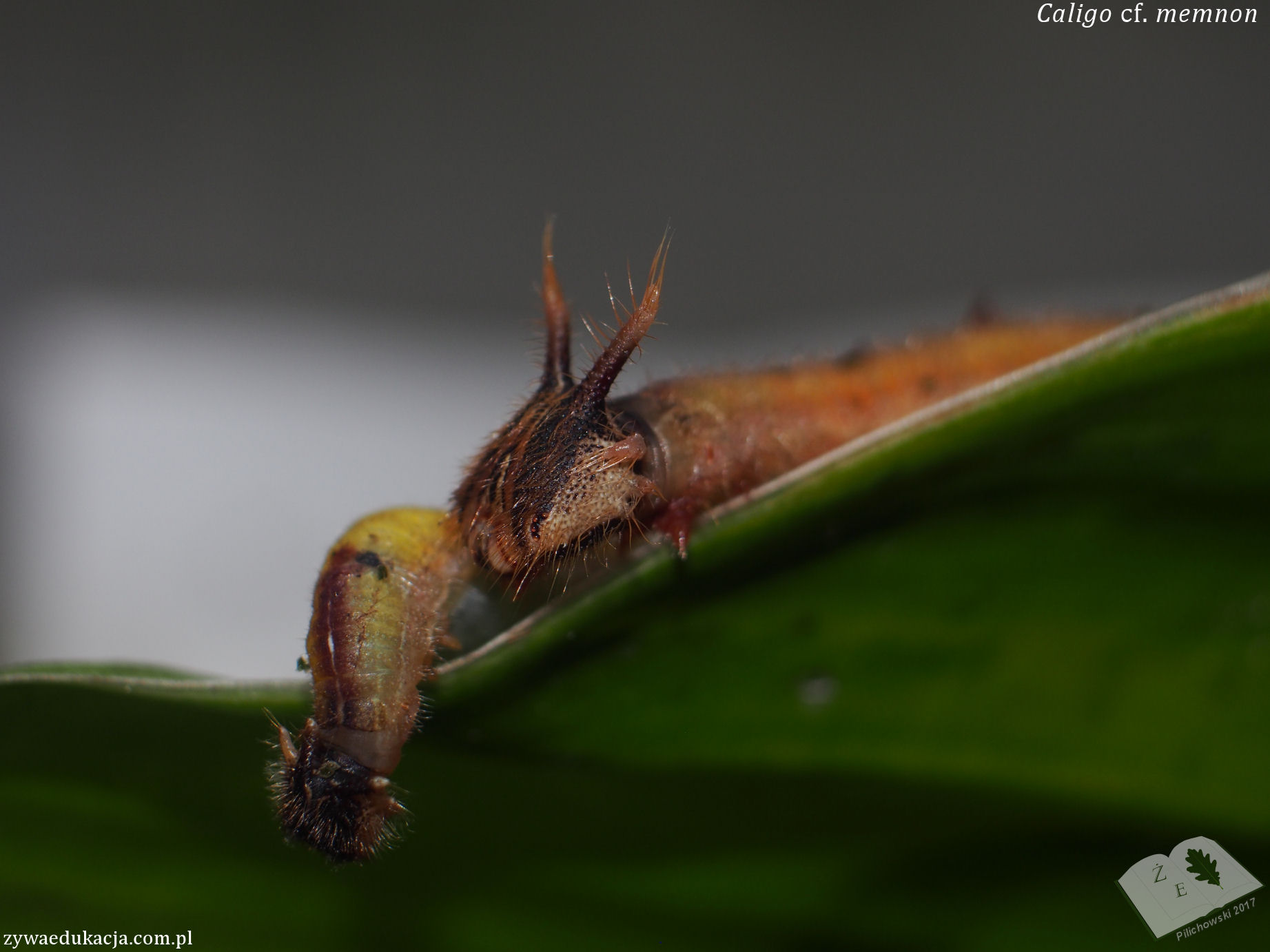 Caligo cf memnon gąsienice; rusałka pawia