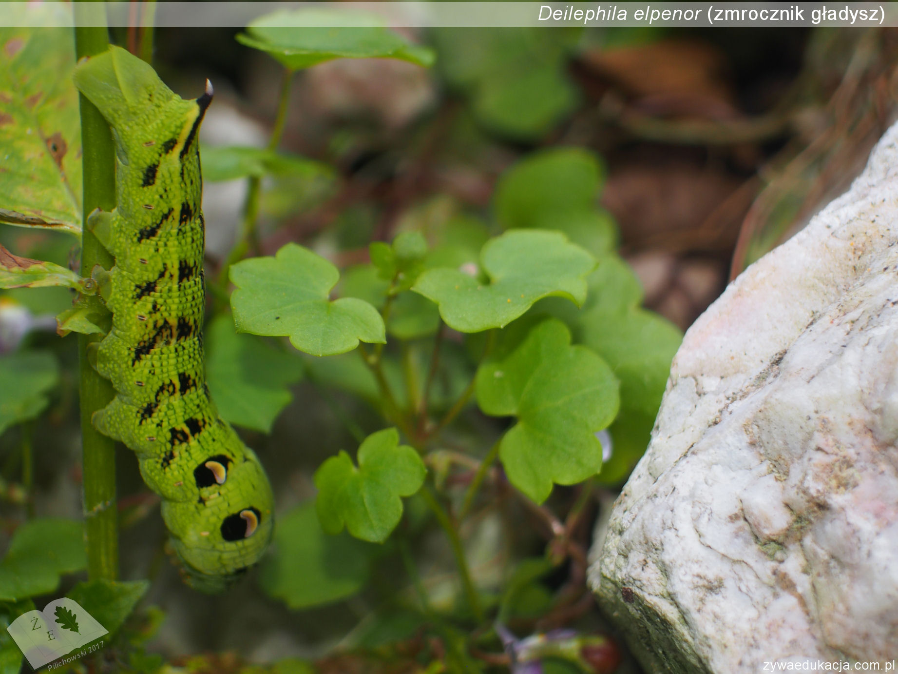 deilephila elpenor gas05