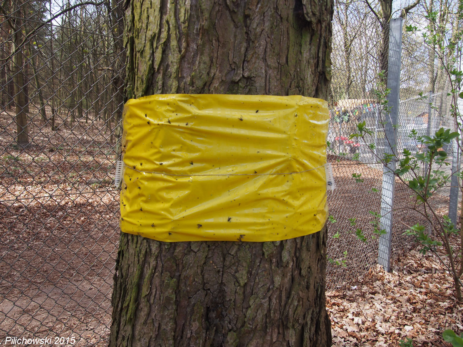 lep kasztanowiec 01 2015