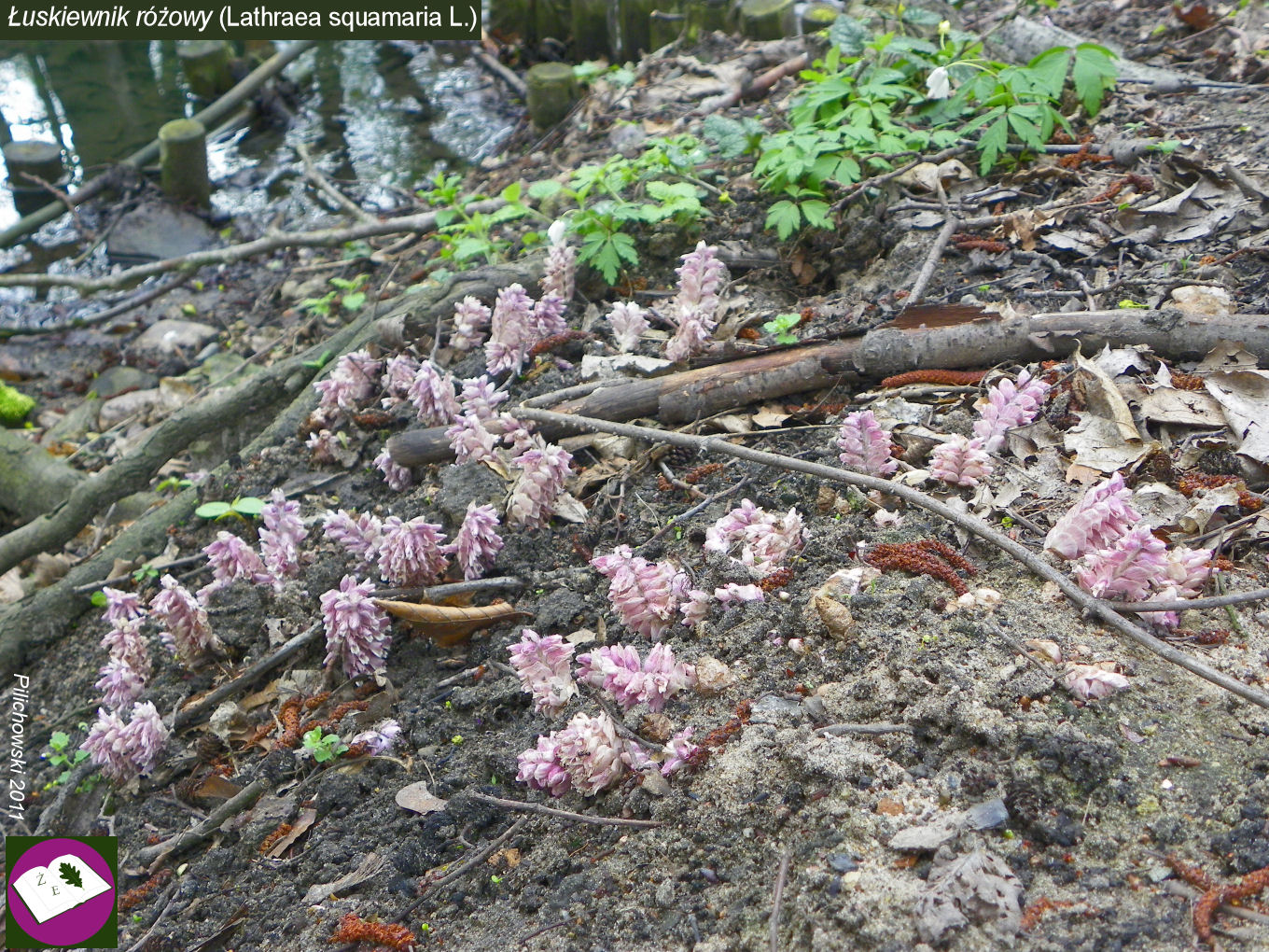 luskiewnik różowy Park Poetów Zielona Góra, pasożytnicza roślina