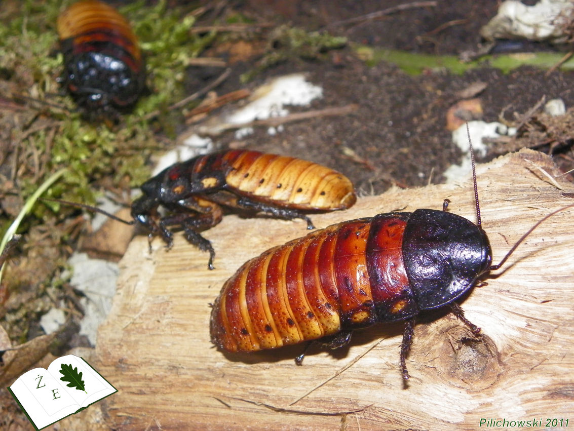 k madagaskarski 2015