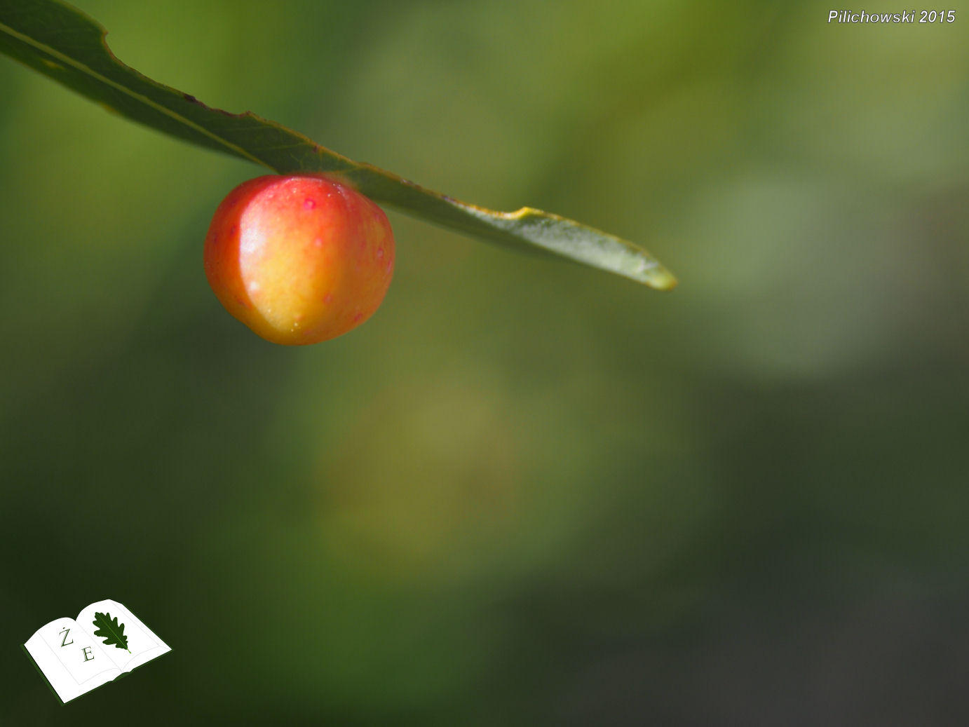 Pontania cf. acutifoliae