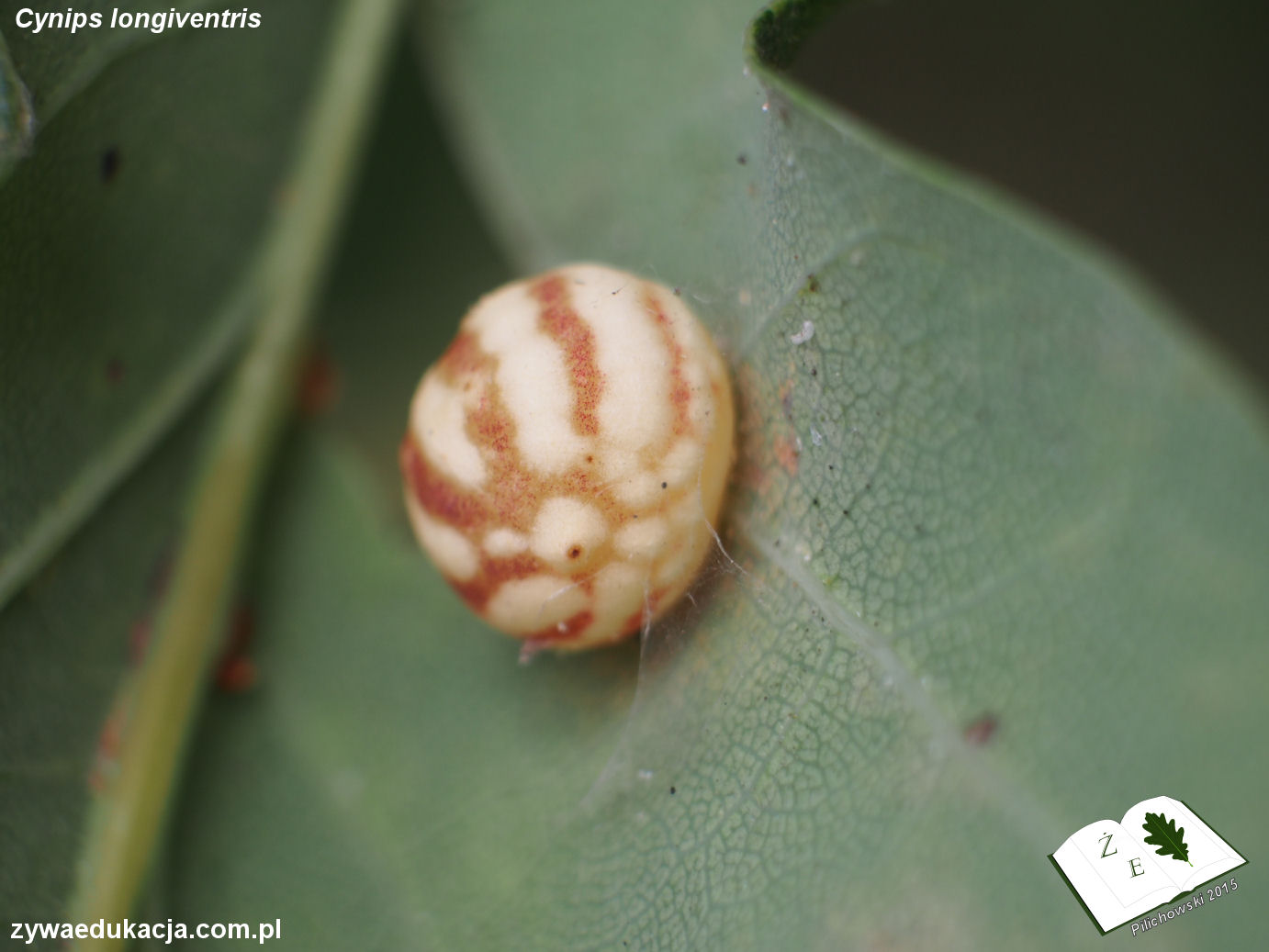 Cynips longiventris