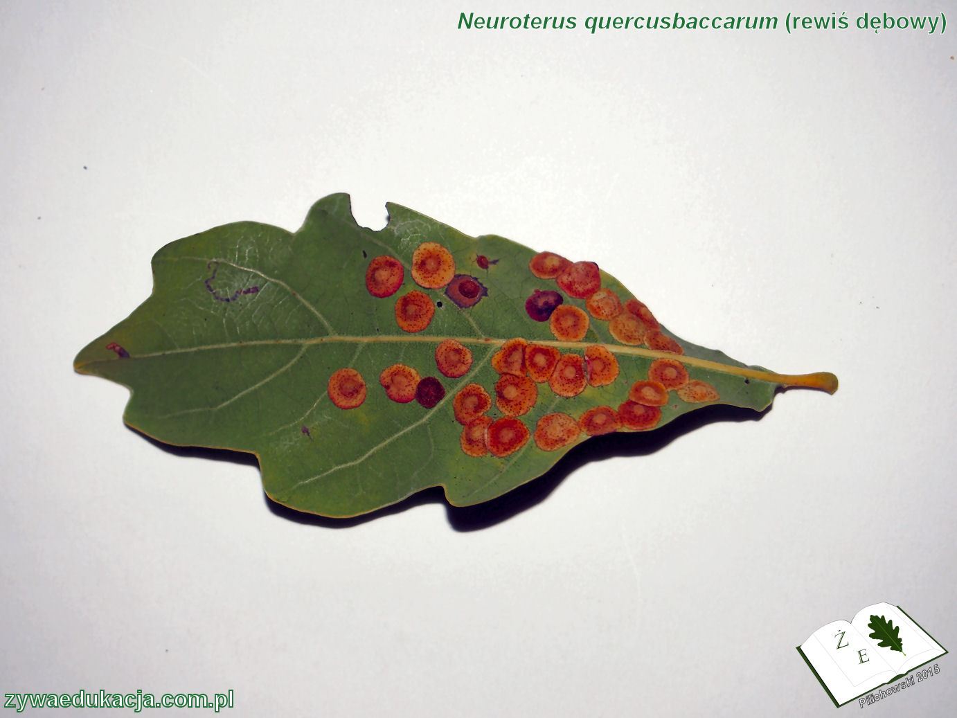 Neuroterus quercusbaccarum