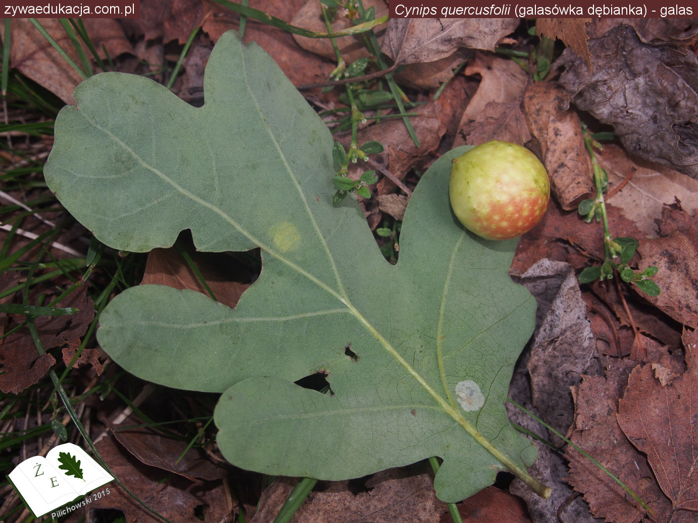 cynips quercusfolii ze 0915