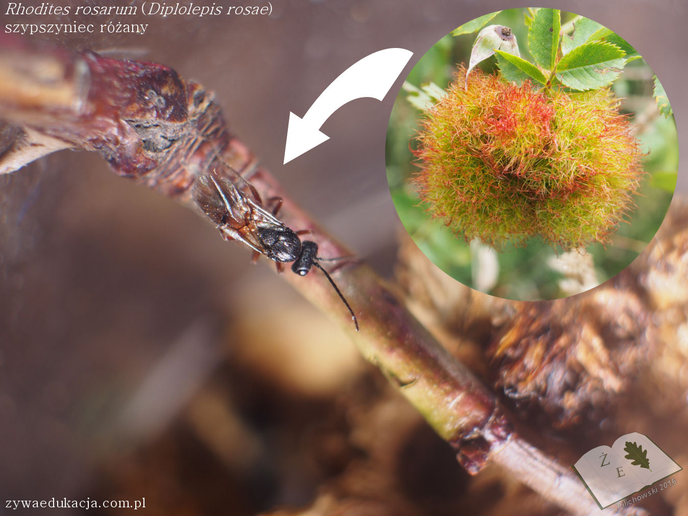 wyhodowany Diplolepis rosae