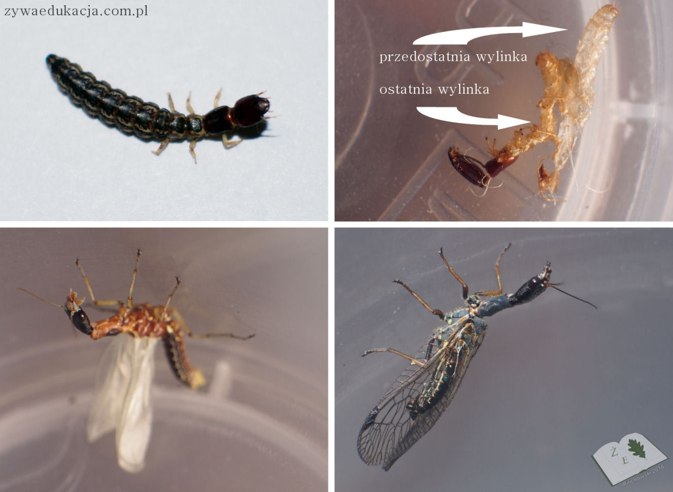 wielbladka lar ima 16