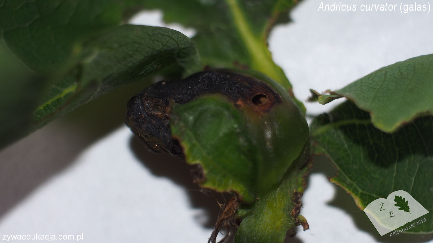 Andricus curvator