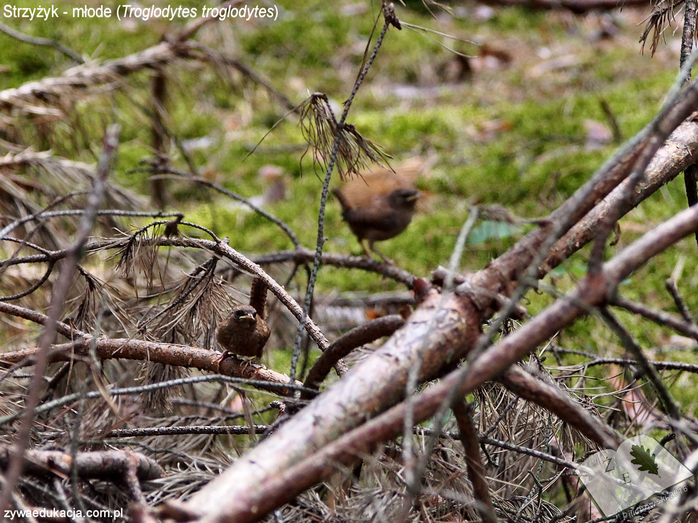 Troglodytes troglodytes podloty strzyżyk zwyczajny