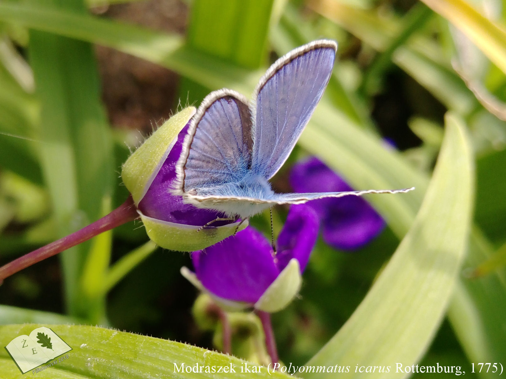 modraszek ikar2016 01
