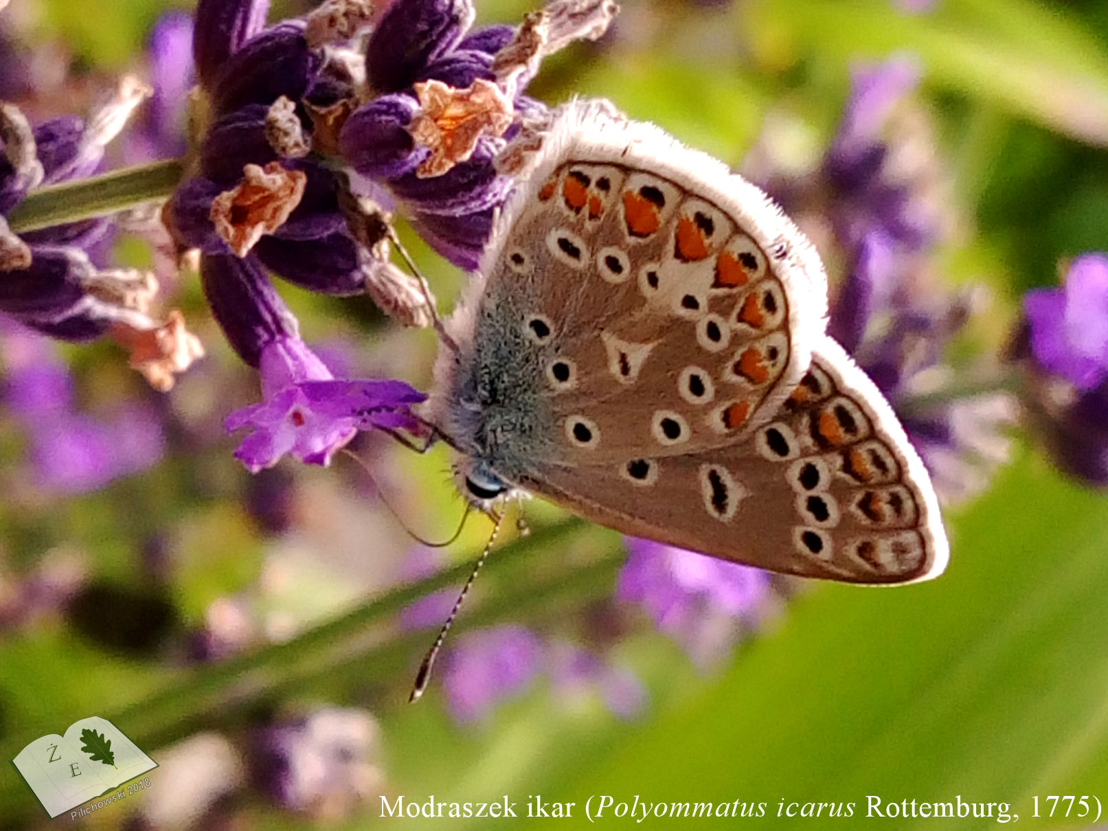 modraszek ikar2016 02