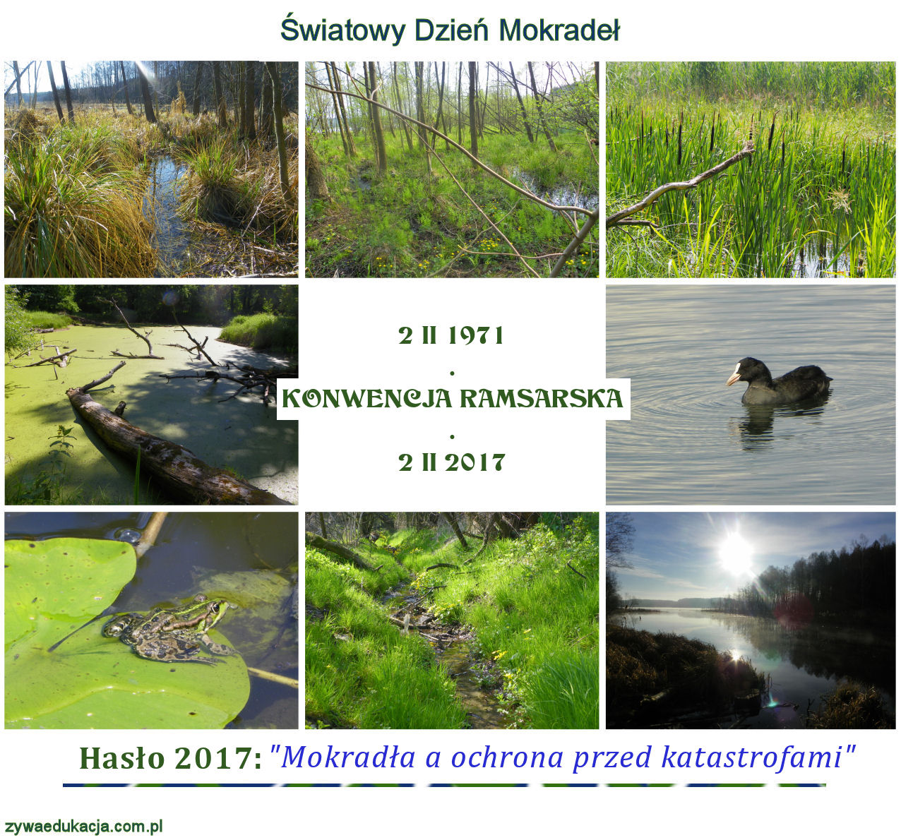 wetlands day 2025 światowy dzień mokradeł 2017 żywa edukacja sebastian pilichowski miejski druid
