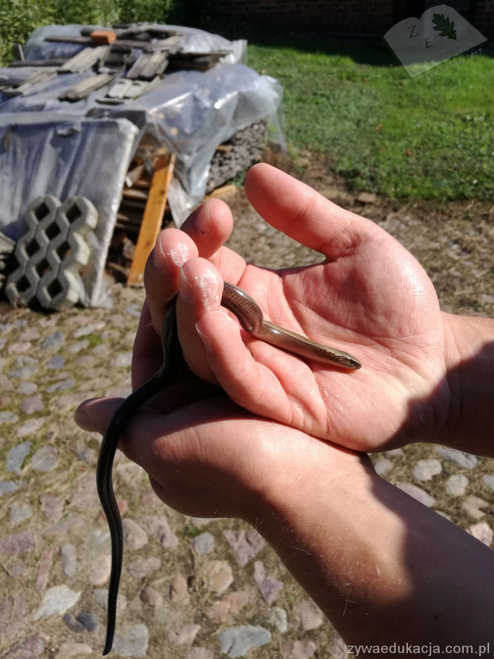 padalec zwyczajny uratowany z piwnicy, jak pomagać gadom?