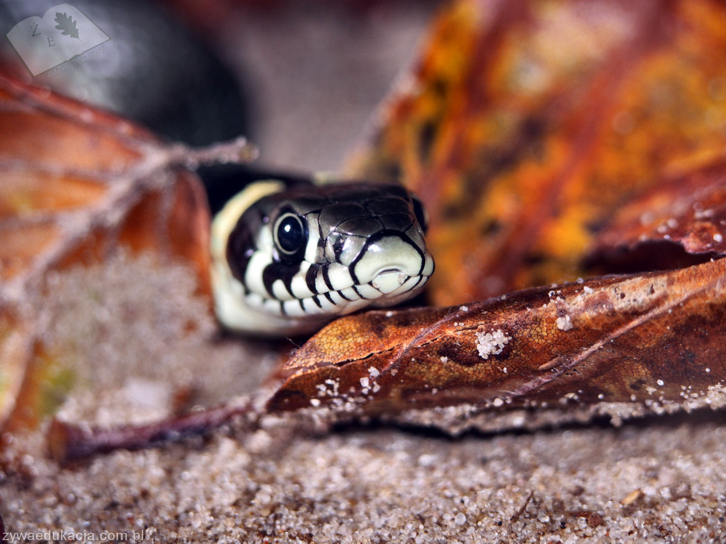 30092017 zaskroniec Natrix natrix Krępa Zielona Góra01
