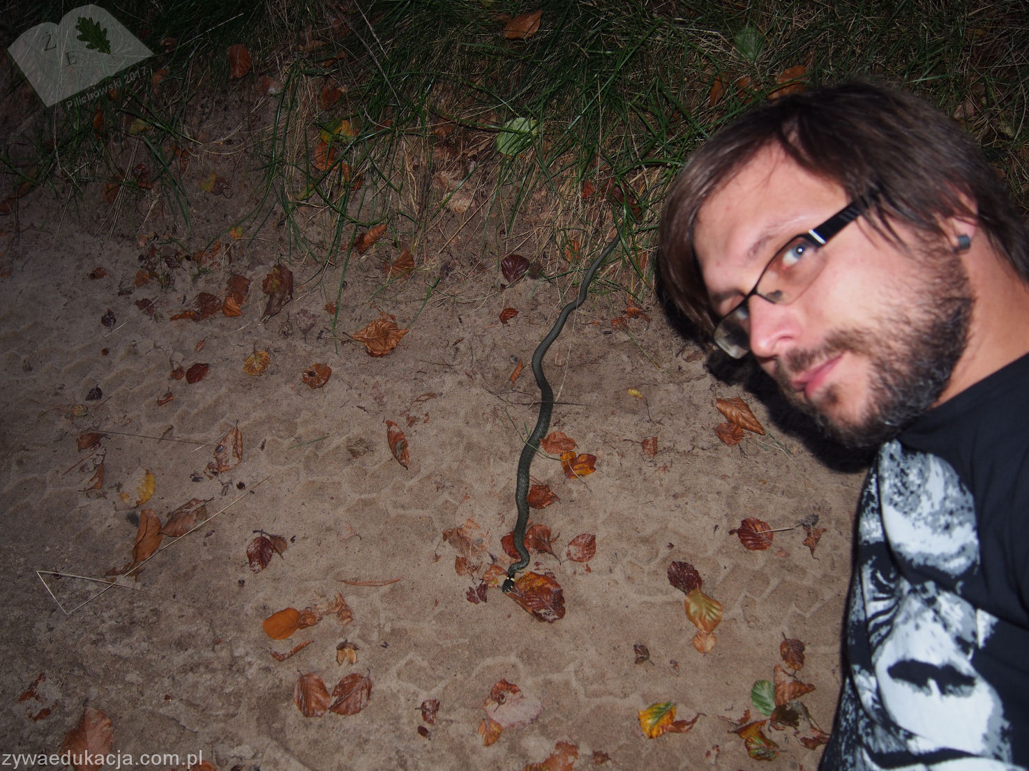 30092017 zaskroniec Natrix natrix 02 Krępa Zielona Góra