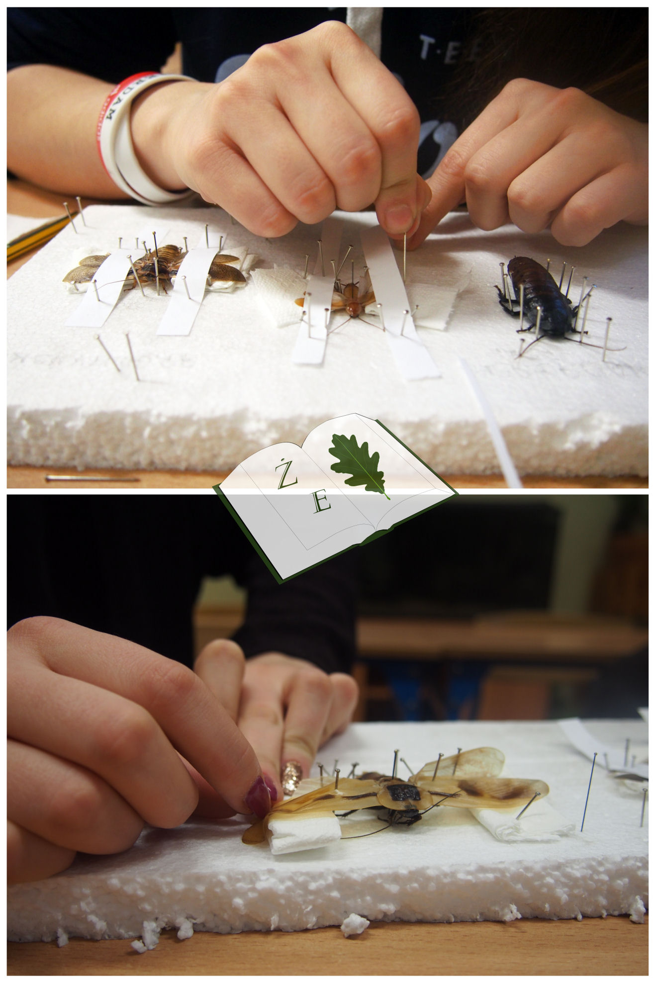 rozpinanie karaczany1117