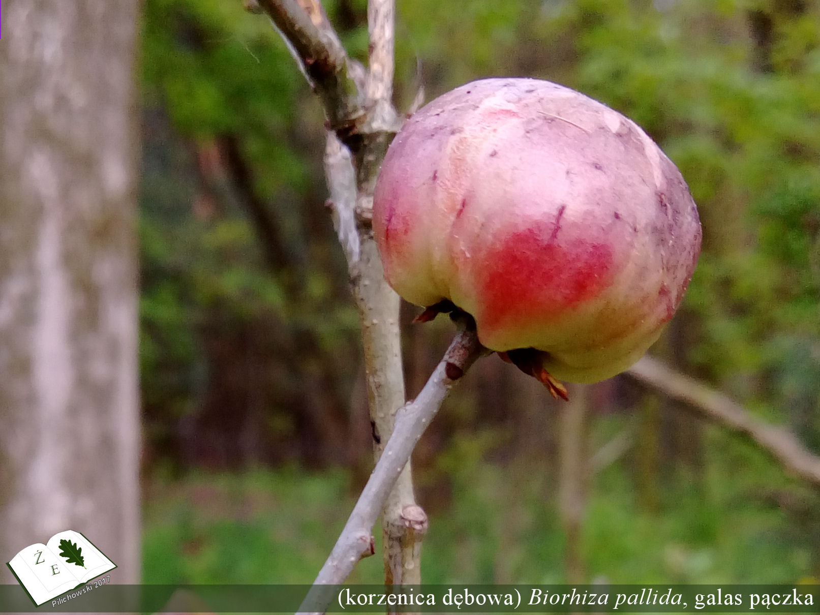 biorrhiza pallida 042018 01
