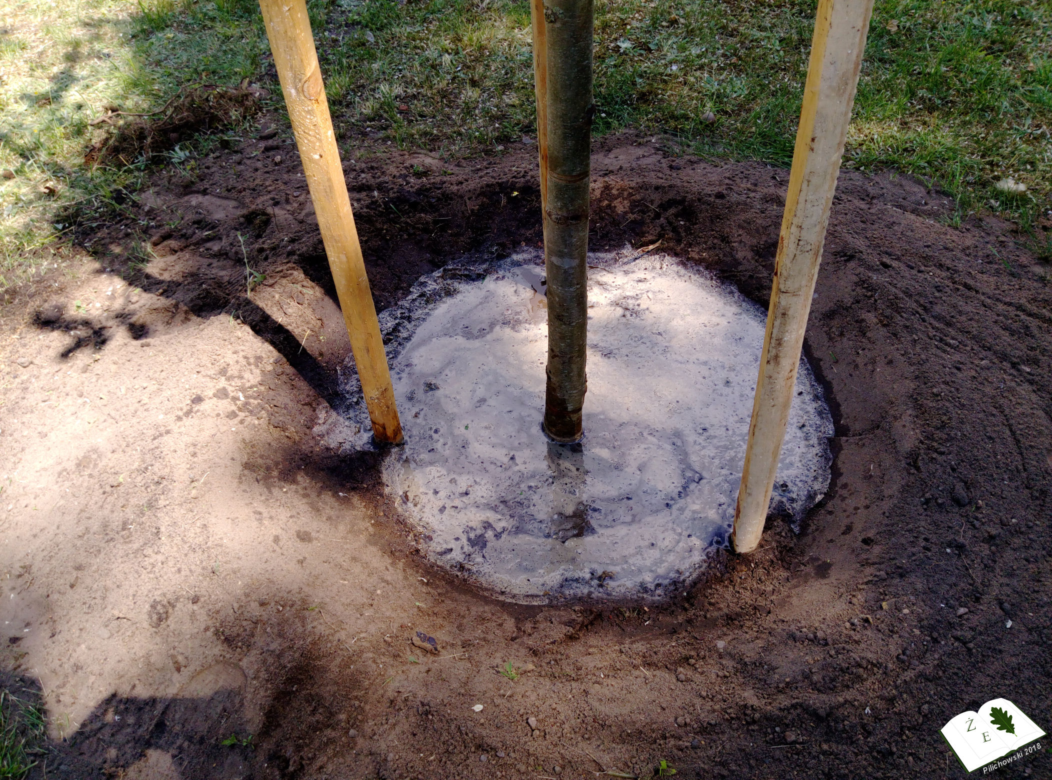 25052018rzg drzewa02