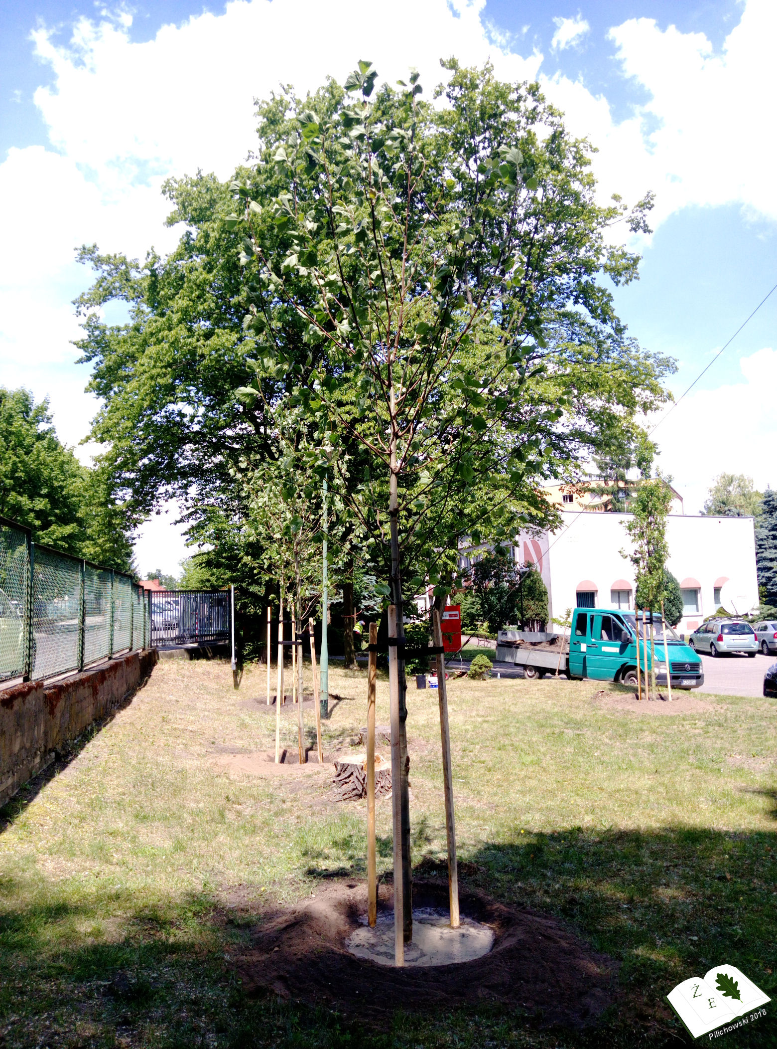 25052018rzg drzewa03