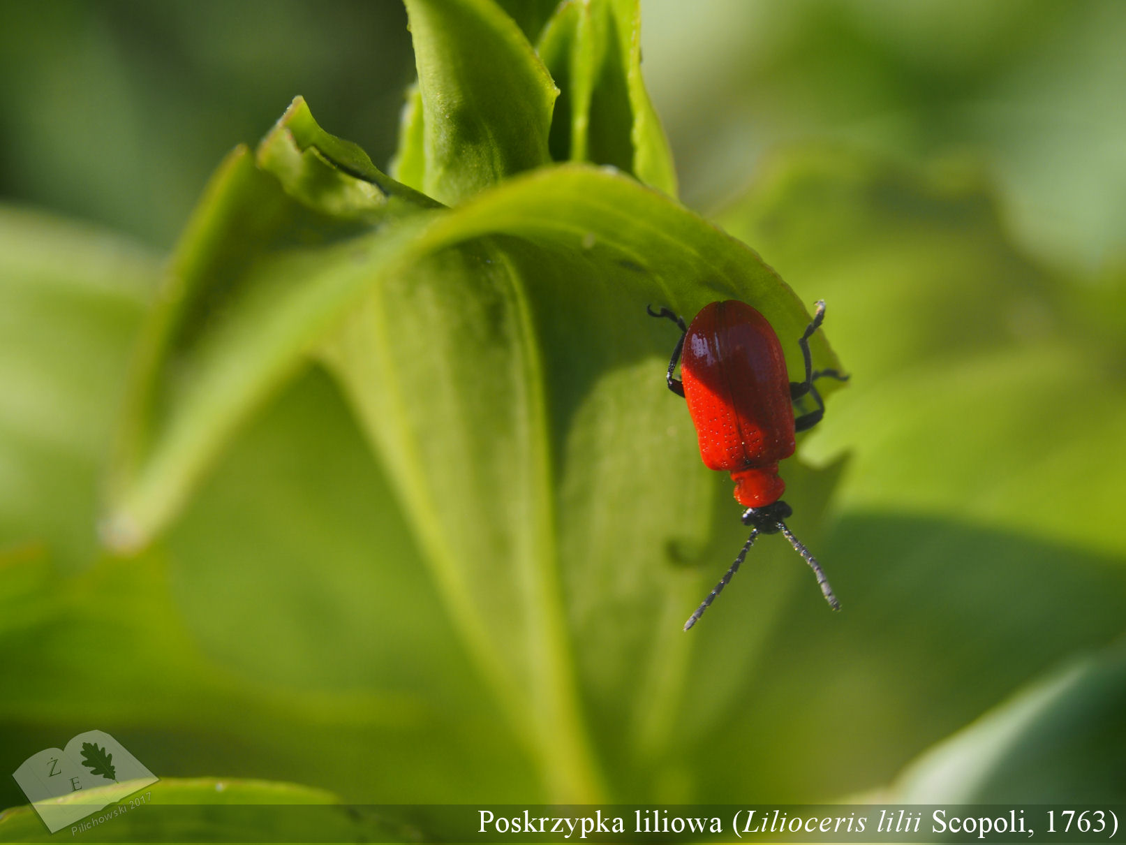 lilioceris052018 01