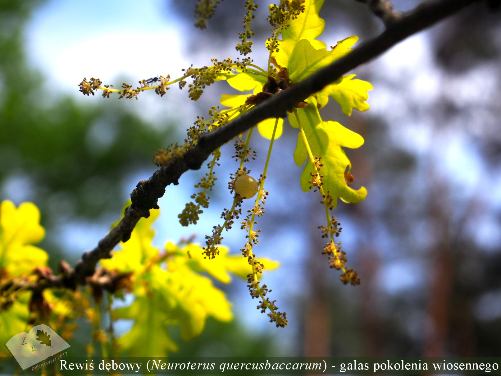 n q bacca obuz 300418