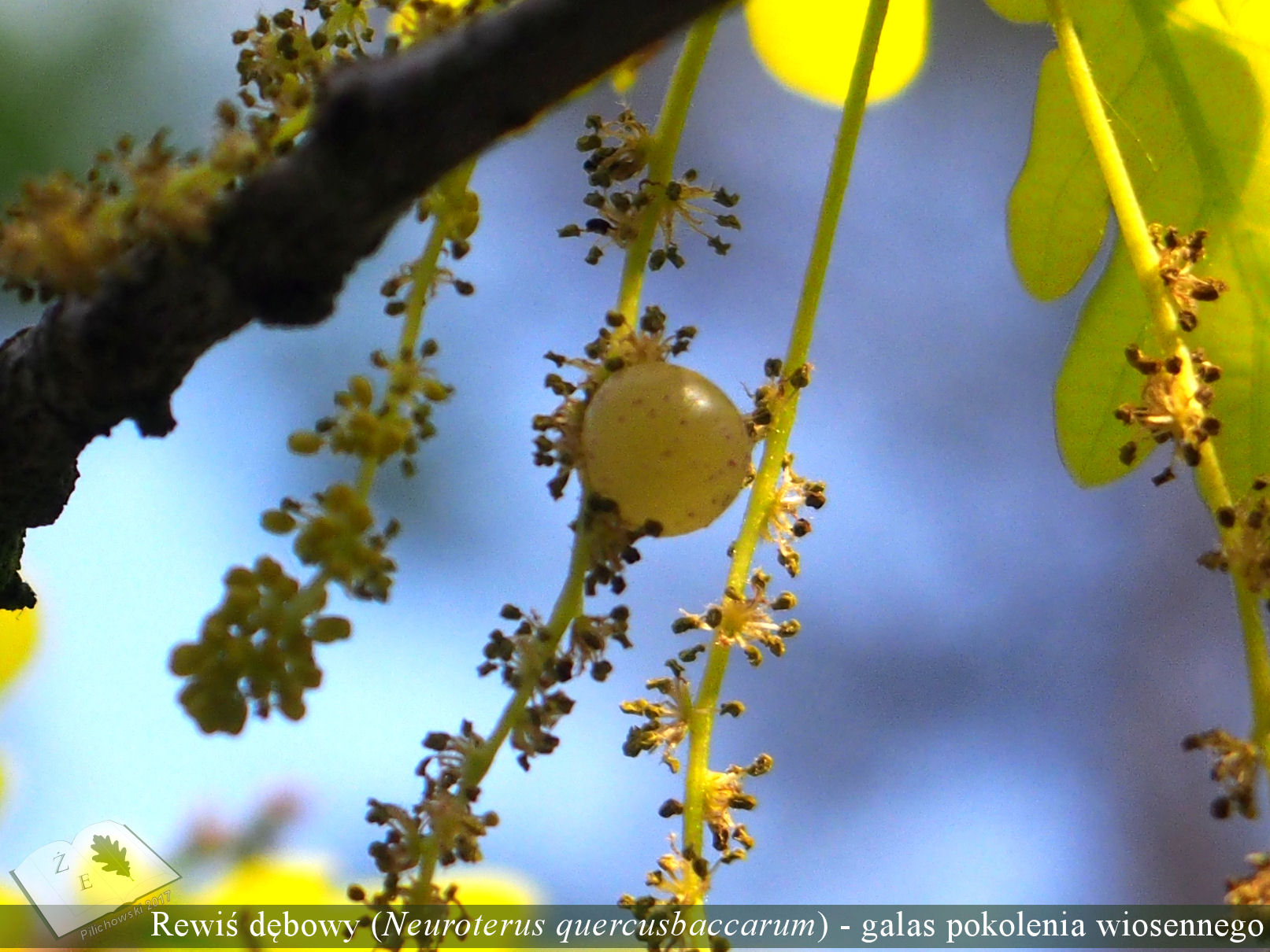 n q bacca obuz 300418 gall