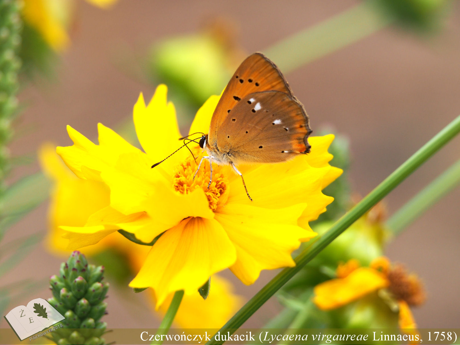 czerwon dukacik 01 18