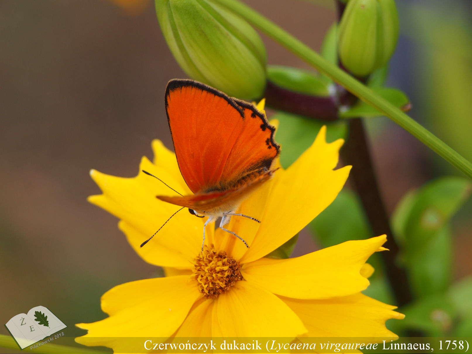 czerwon dukacik 02 18