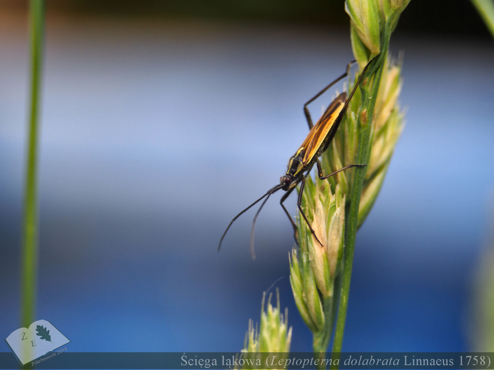 leptopterna dolobrata 062018 01