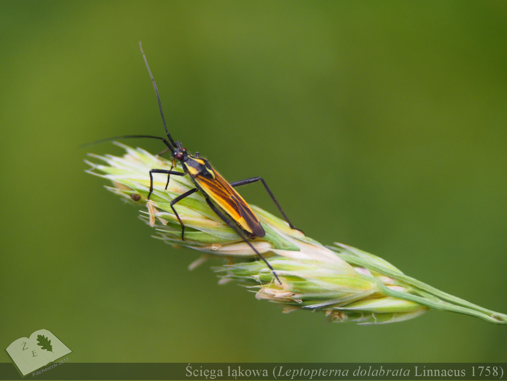 leptopterna dolobrata 062018 02