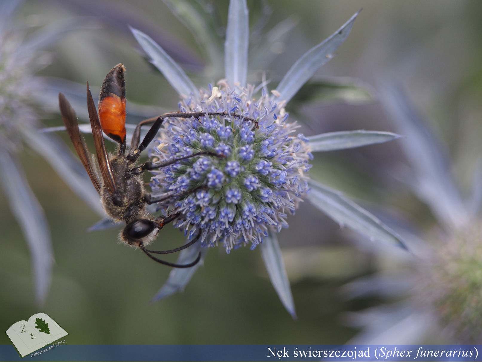 Sphex funerarius na mikołajku Eryngium planum, nęk świerszczojad