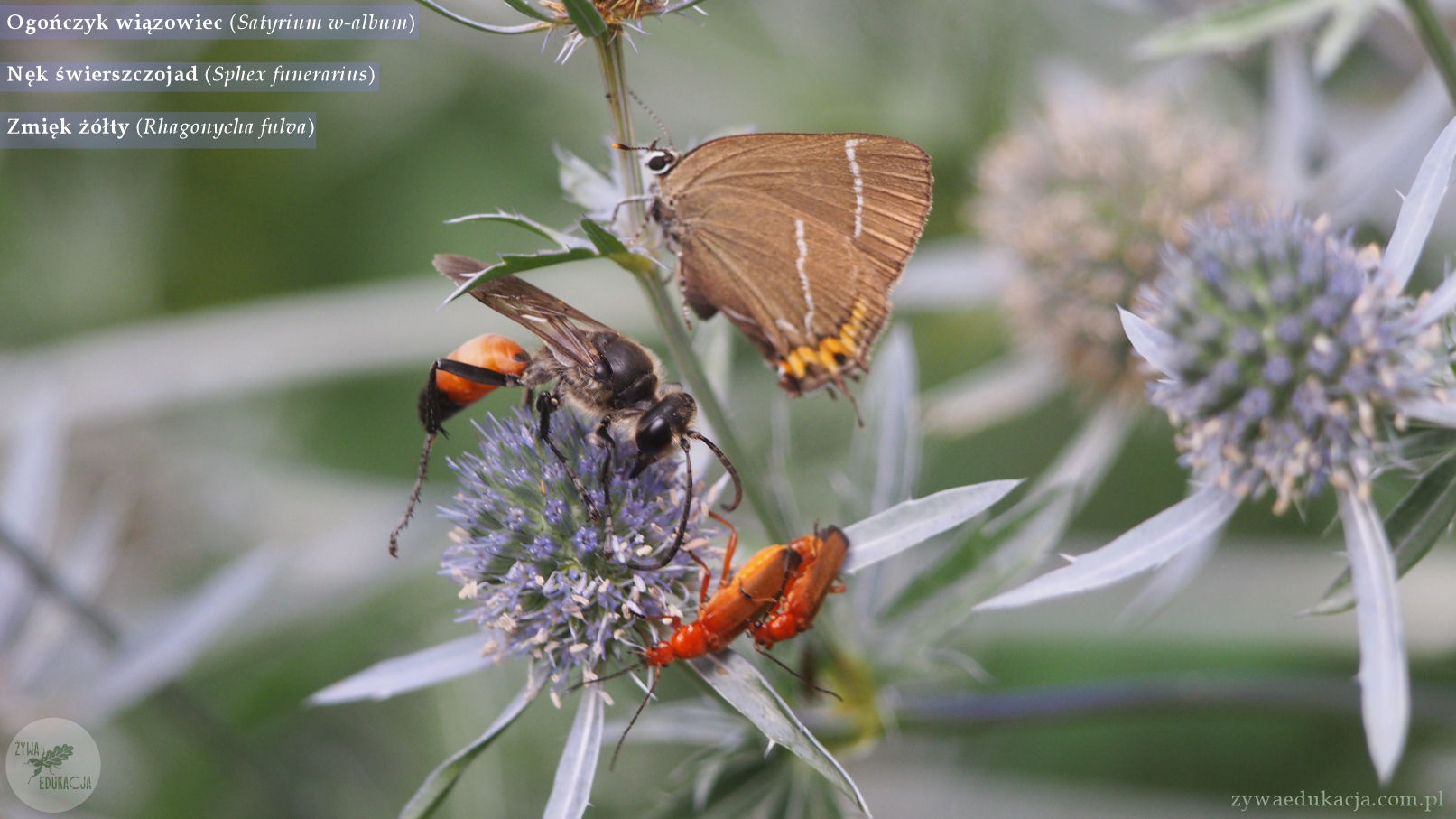 satyrium w-album ogończyk wiązowiec sphex funerarius nęk świerszczojad zmięk żółty
