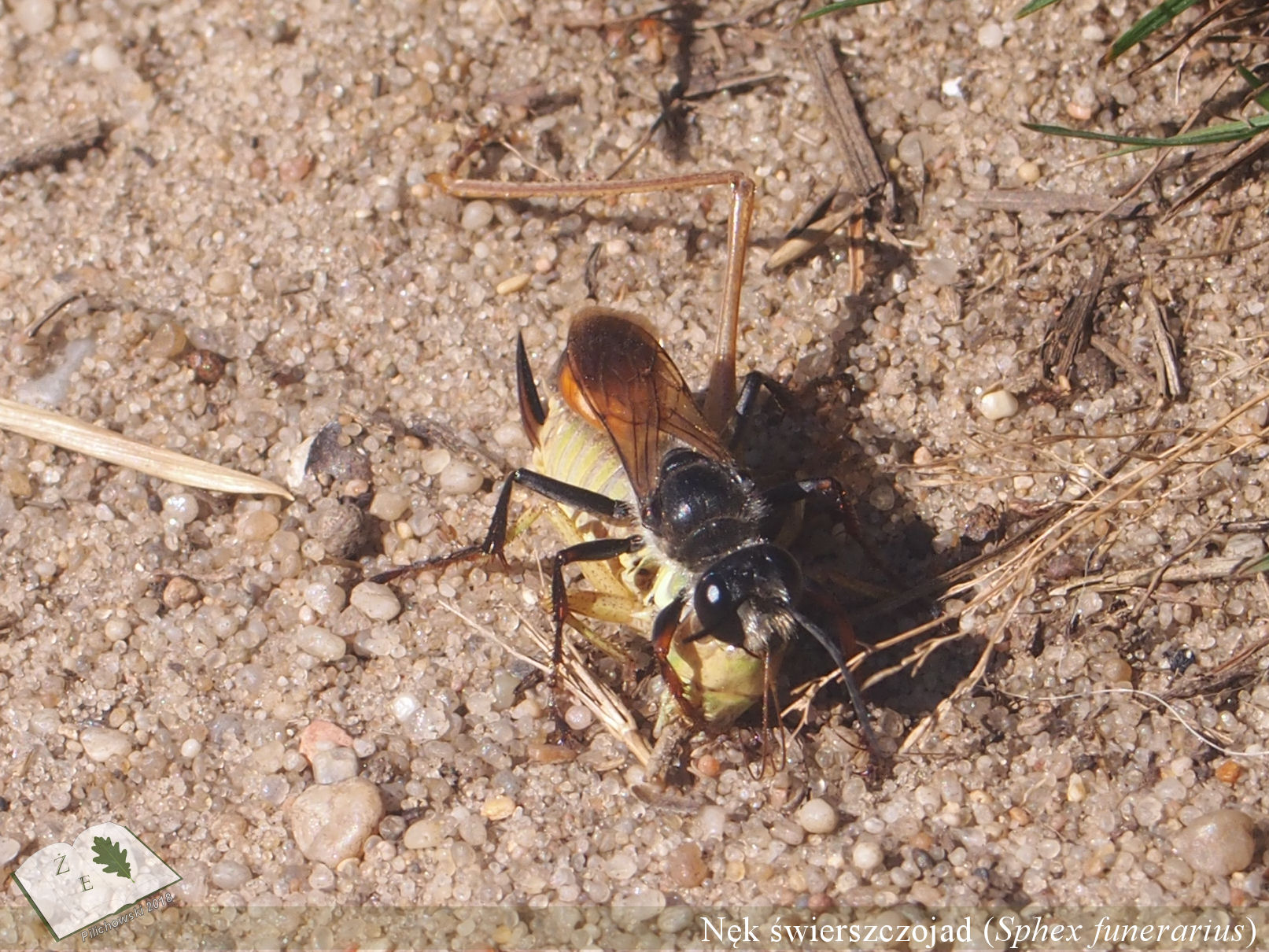 sphex funerarius 2016, Nowa Sól, nęk świerszczojad z ofiarą, pasikonik, podłatczyn