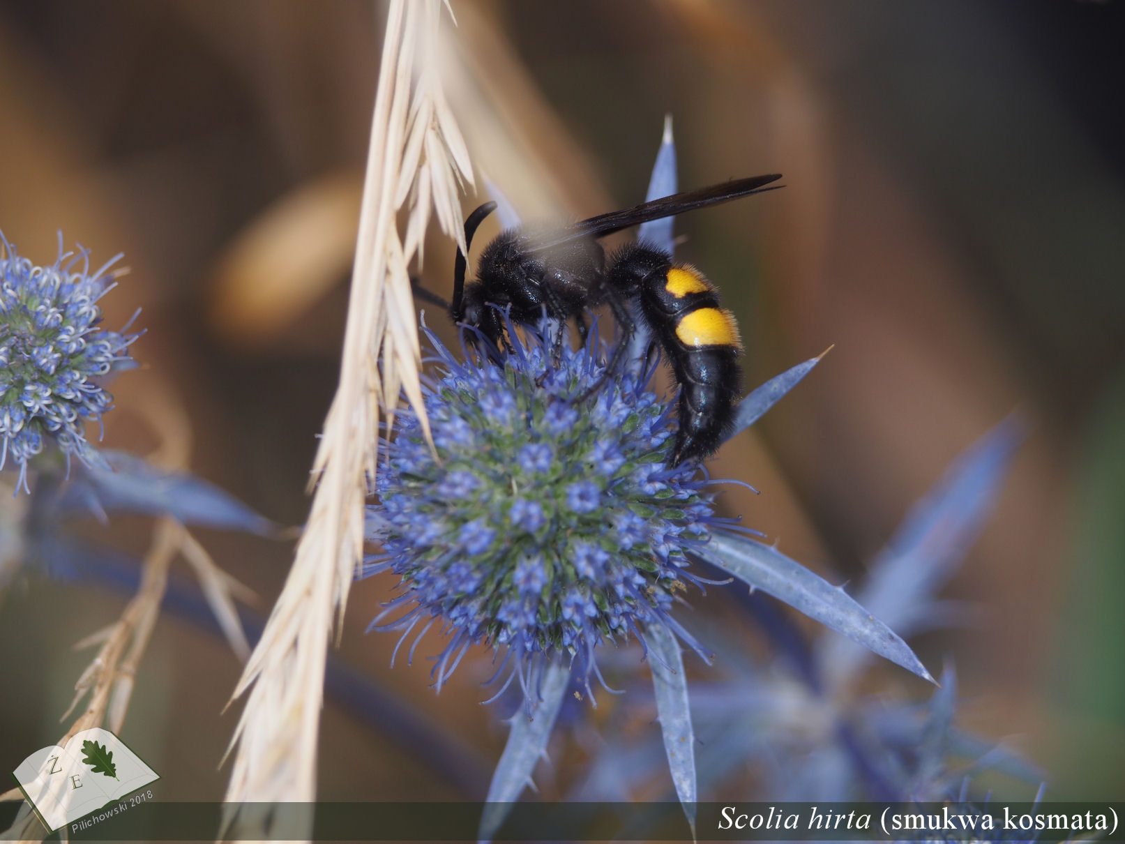 scolia hirta 02