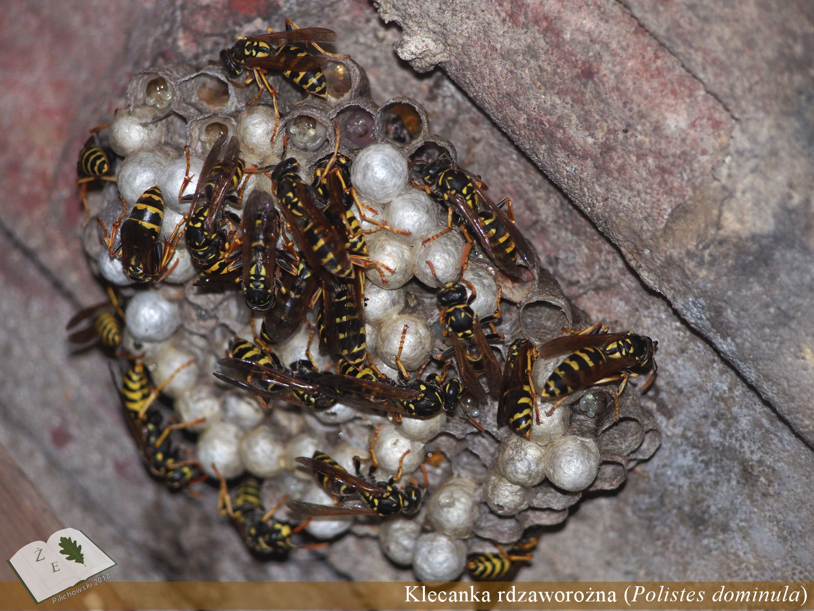 polistes nest 01