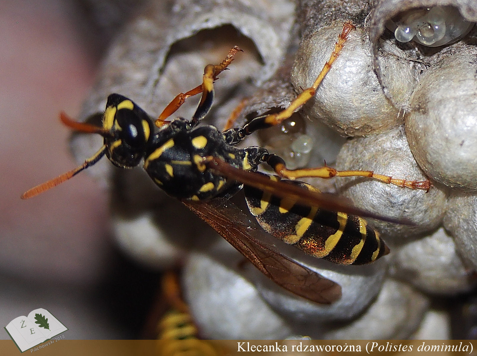 polistes nest 03