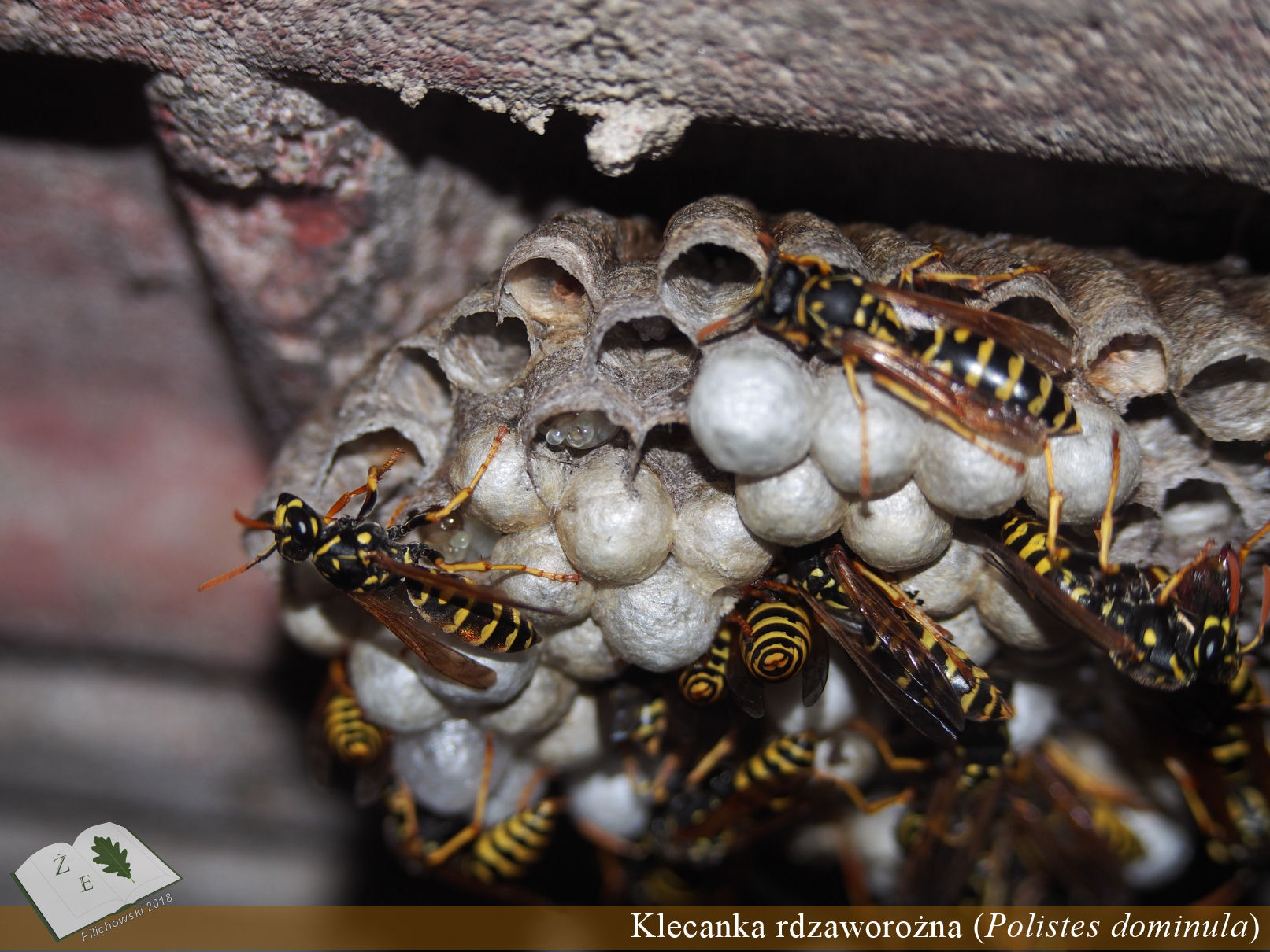 polistes nest 04