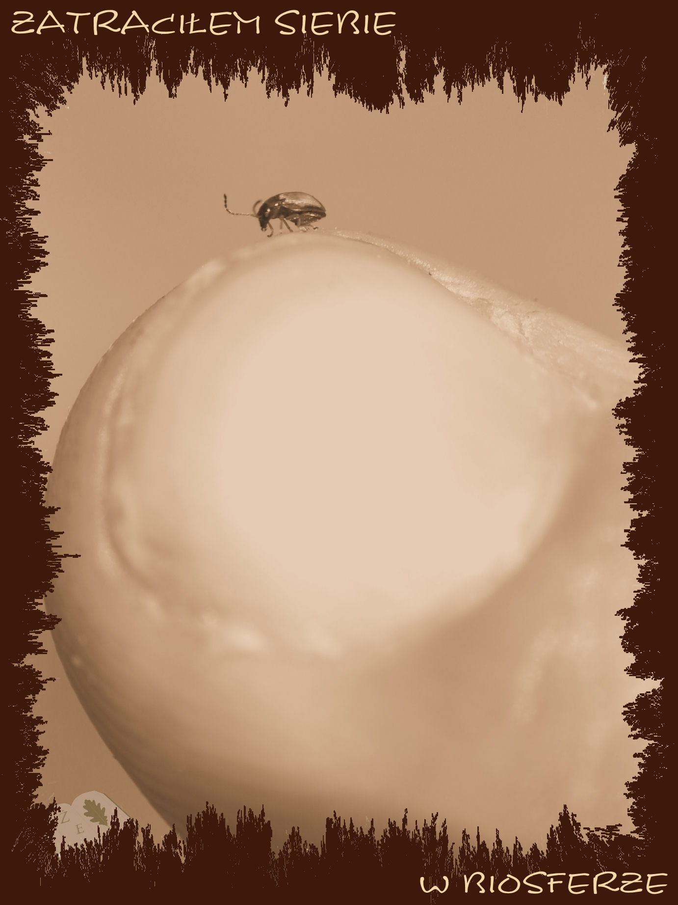 mini chrzaszcz palec