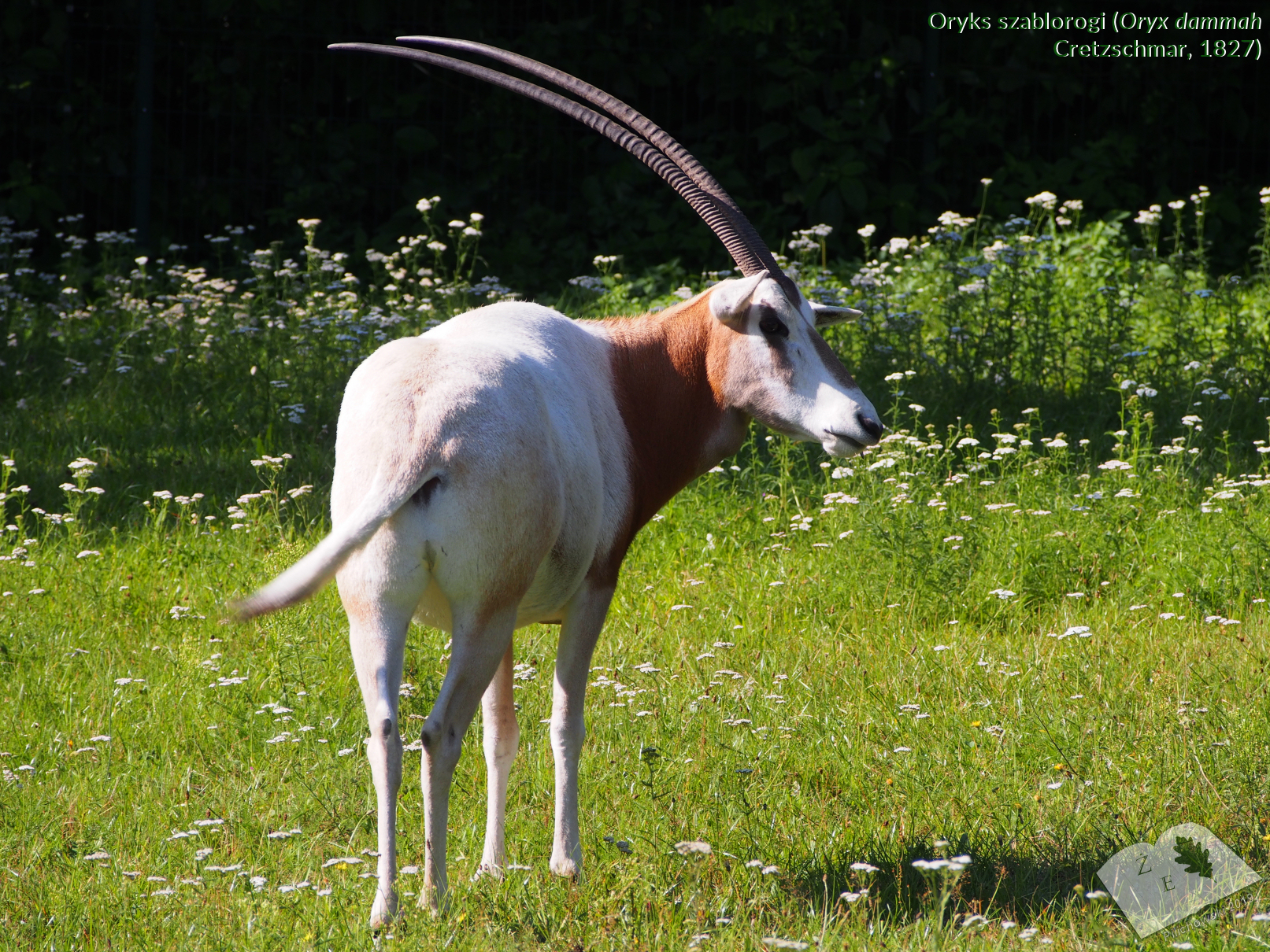 oryksd 03032019 cites