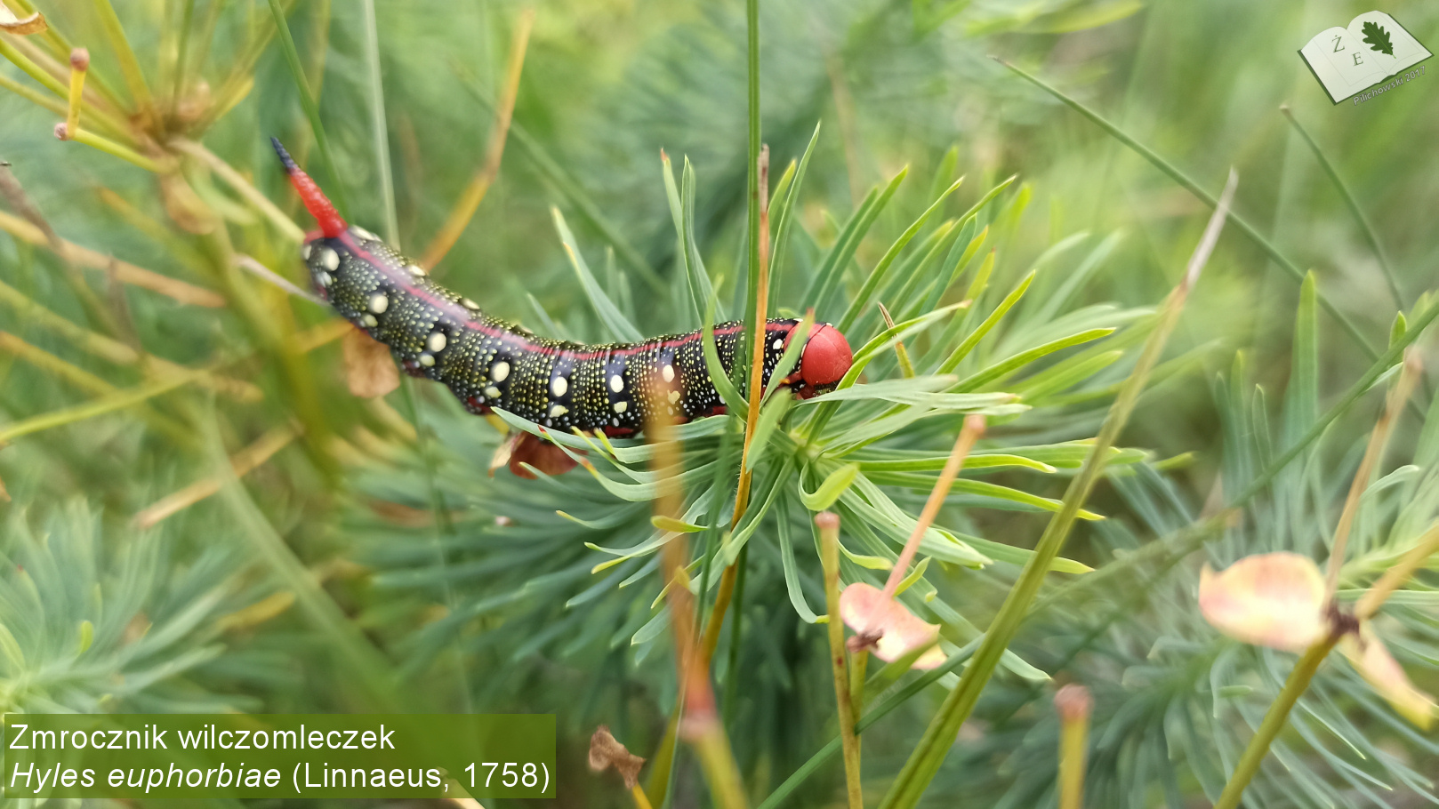 hyles euphorbiae gas01