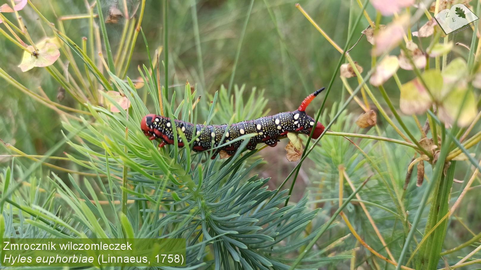 hyles euphorbiae gas012