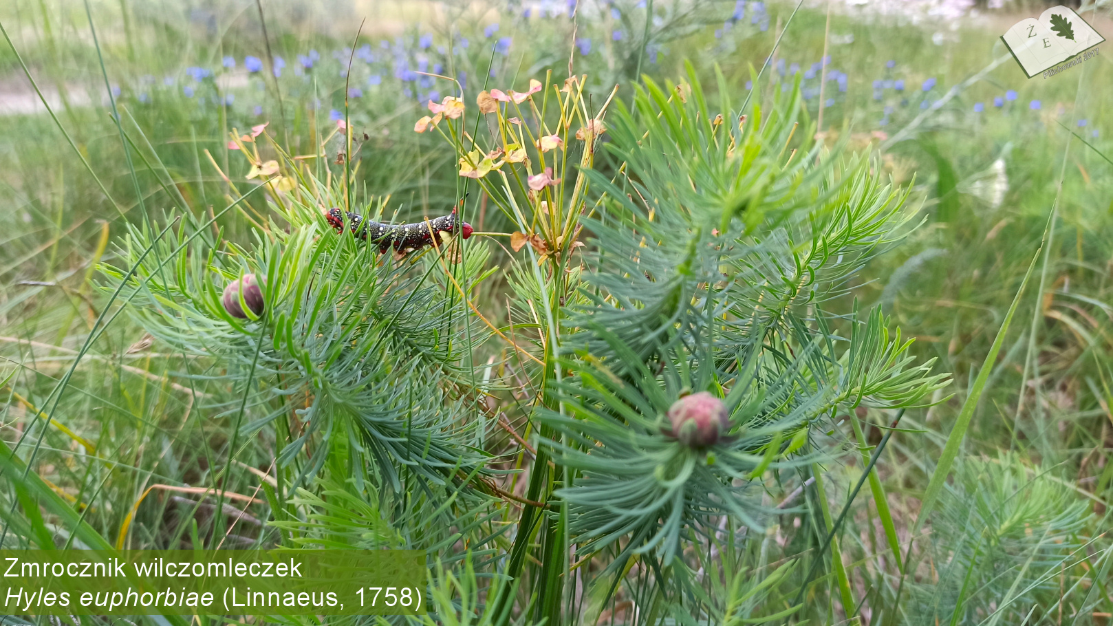 hyles euphorbiae gas013